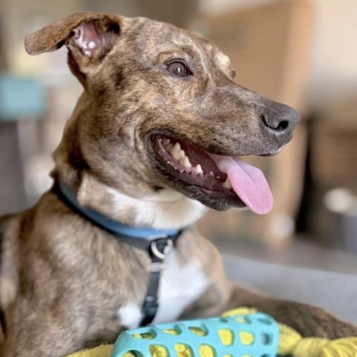 Enlarge Meet TEDDY - 11 mo old Aussie Mix - COURTESY POST for CLAWS RESCUE, a Adoptable mixed breed in Clifton, NJ image 5/5