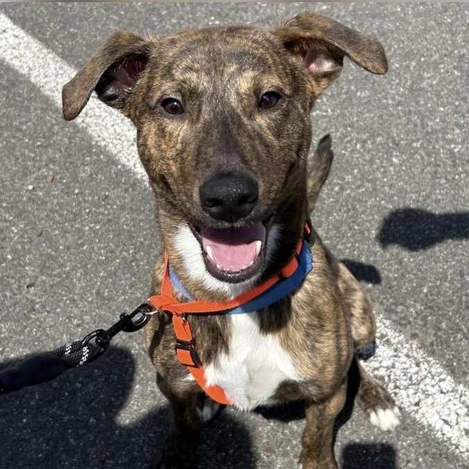 Meet TEDDY - 11 mo old Aussie Mix - COURTESY POST for CLAWS RESCUE, Adoptable, Young Male Australian Shepherd.