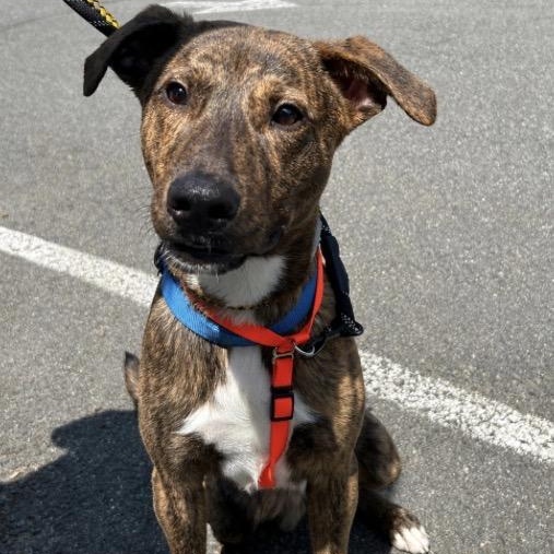 Enlarge Meet TEDDY - 11 mo old Aussie Mix - COURTESY POST for CLAWS RESCUE, a Adoptable mixed breed in Clifton, NJ image 3/5