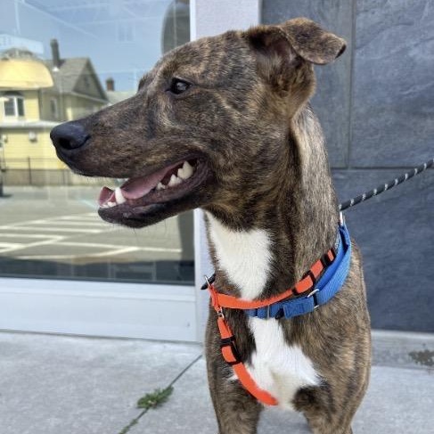 Enlarge Meet TEDDY - 11 mo old Aussie Mix - COURTESY POST for CLAWS RESCUE, a Adoptable mixed breed in Clifton, NJ image 2/5