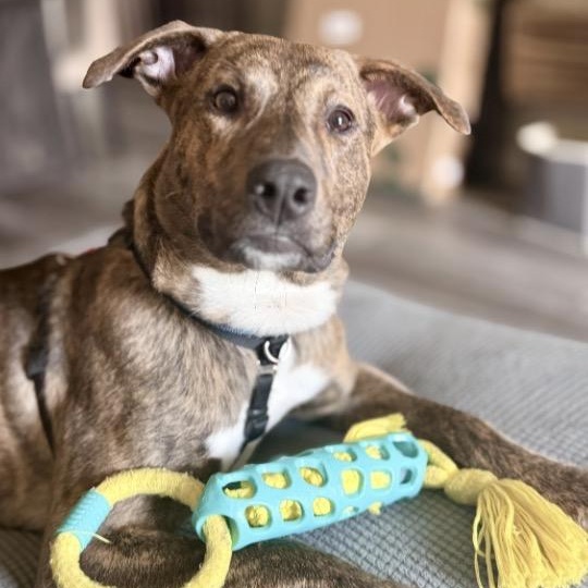 Enlarge Meet TEDDY - 11 mo old Aussie Mix - COURTESY POST for CLAWS RESCUE, a Adoptable mixed breed in Clifton, NJ image 4/5