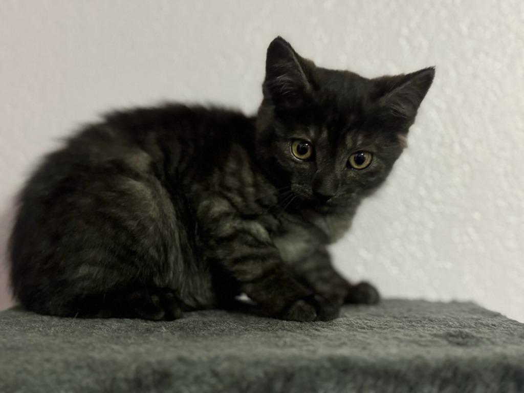 Charcoal, Adoptable, Kitten Male Domestic Short Hair.