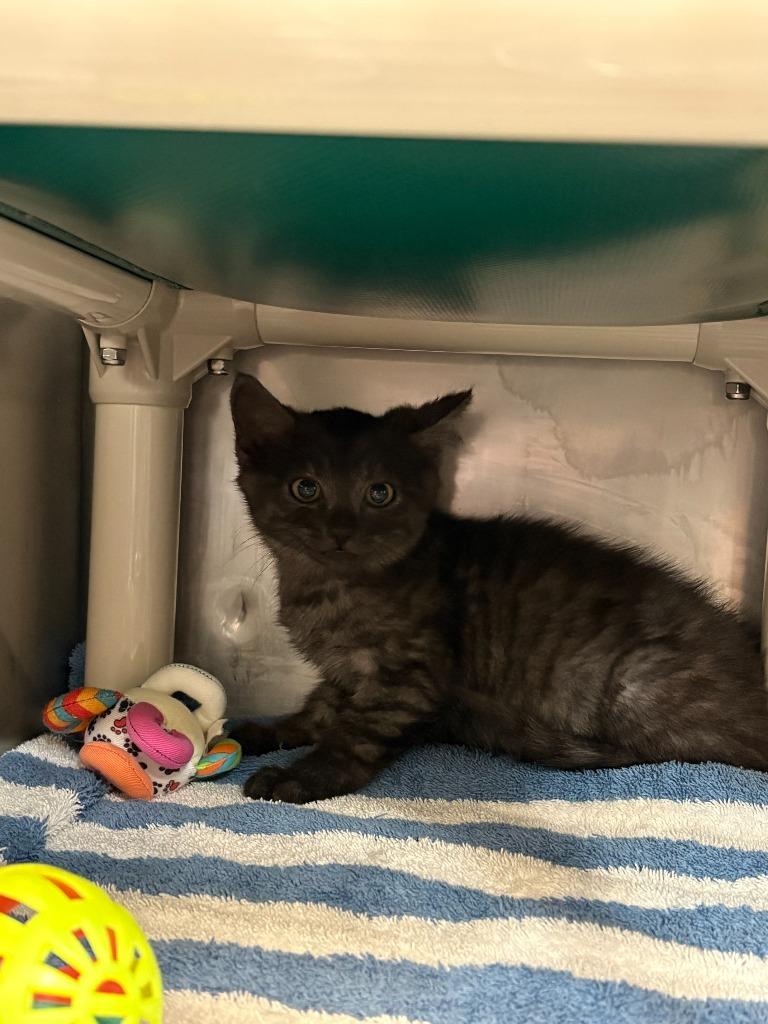 Enlarge Charcoal, a Adoptable mixed breed in Gillette, WY image 2/3
