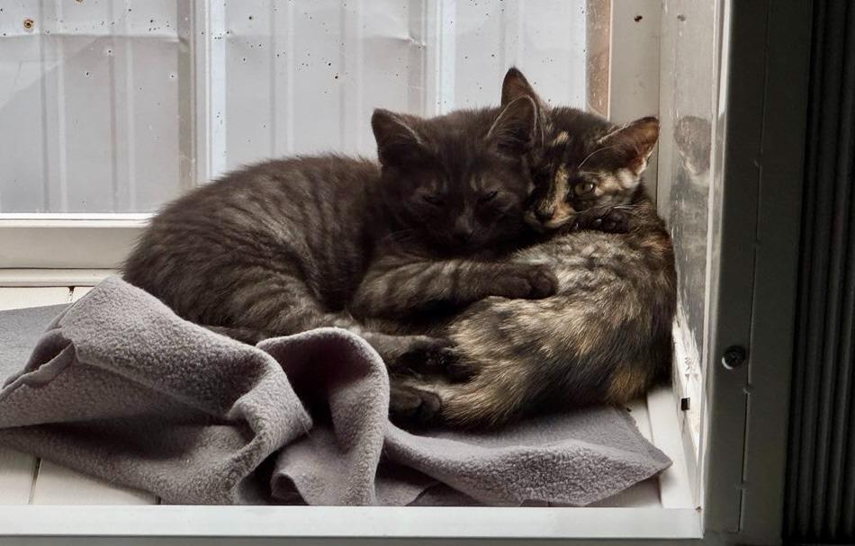 Enlarge Charcoal, a Adoptable mixed breed in Gillette, WY image 3/3