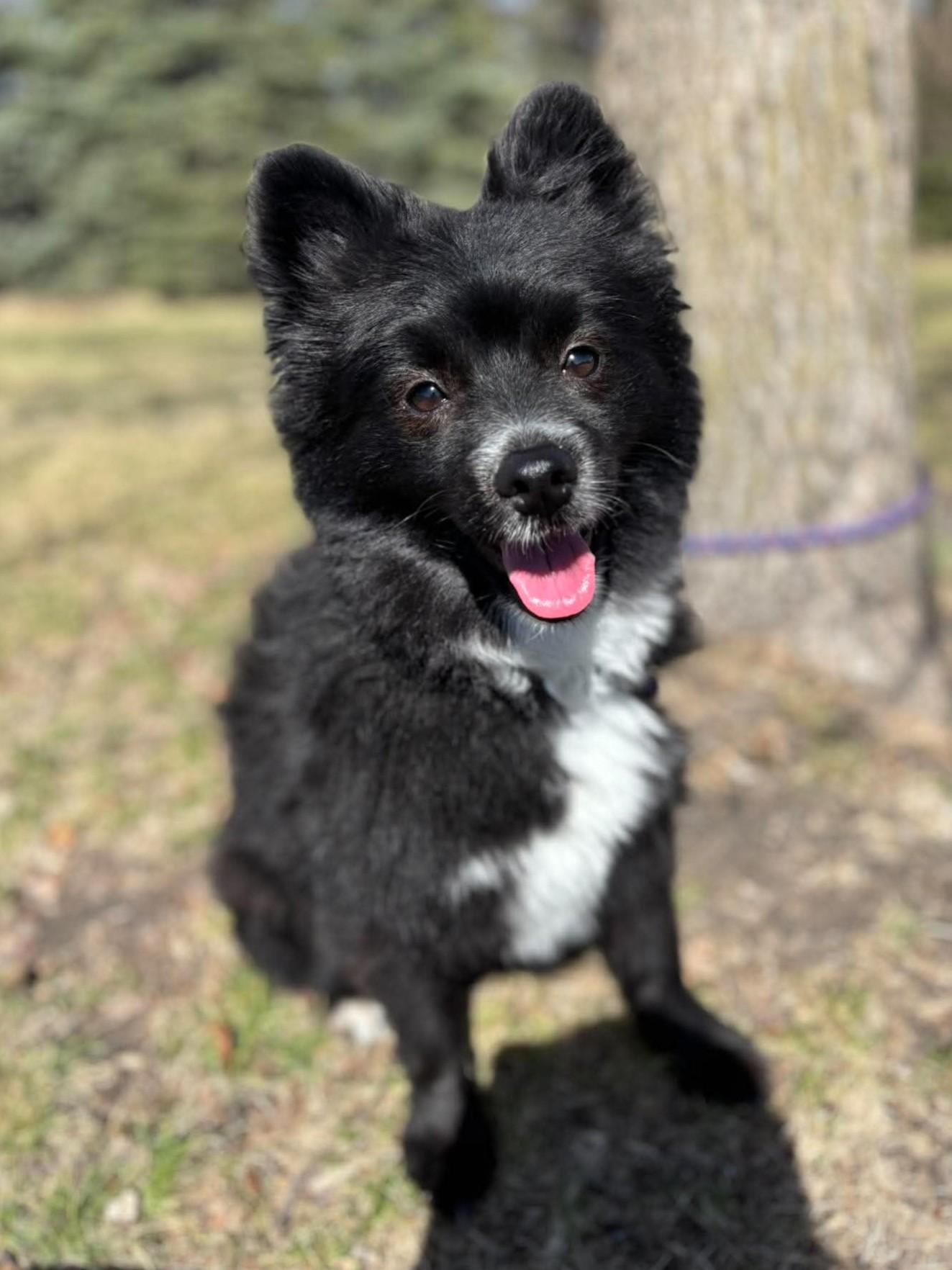 Enlarge Lincoln, an adopted mixed breed in Maryville, MO image 1/4