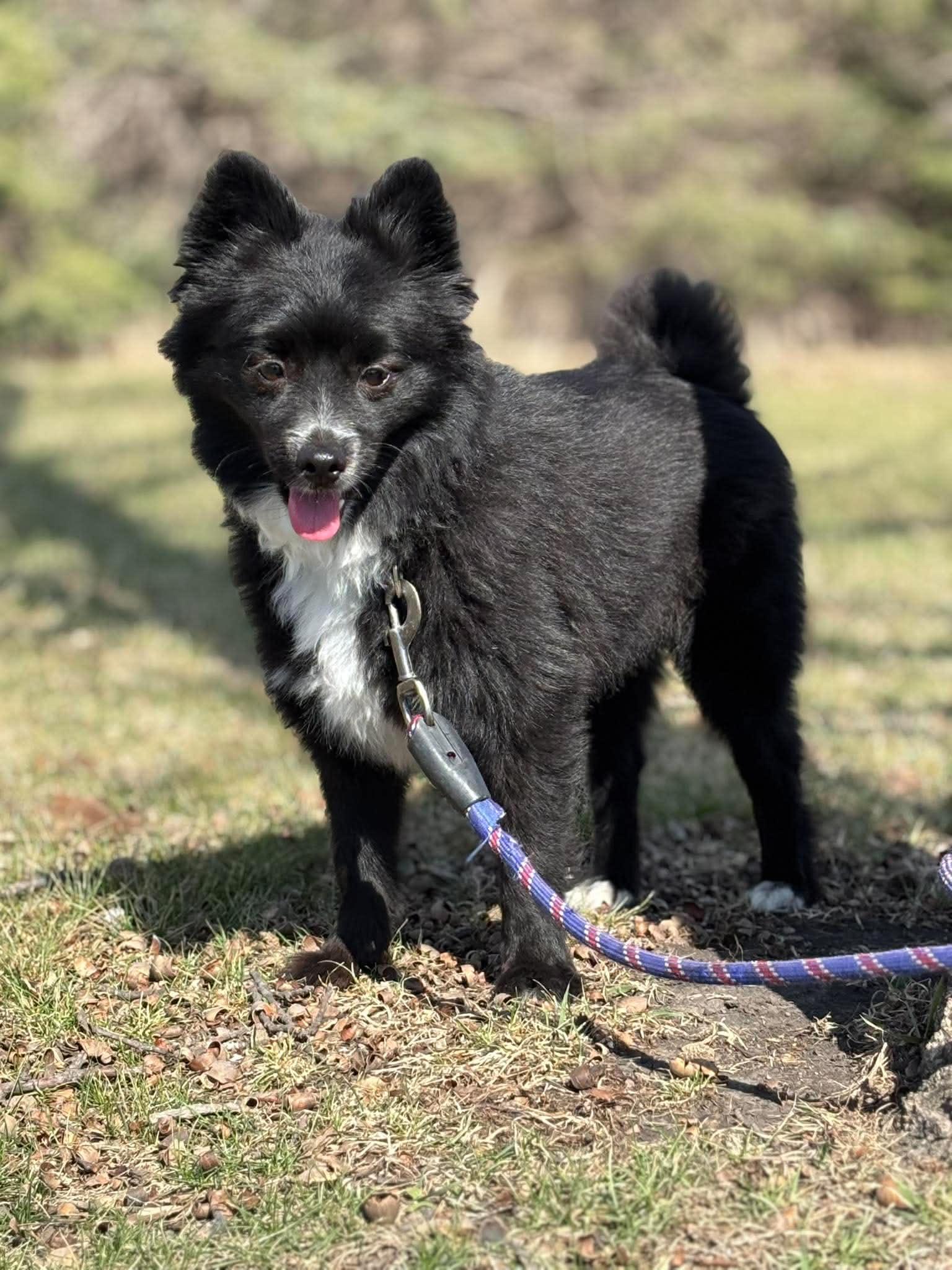 Enlarge Lincoln, an adopted mixed breed in Maryville, MO image 4/4
