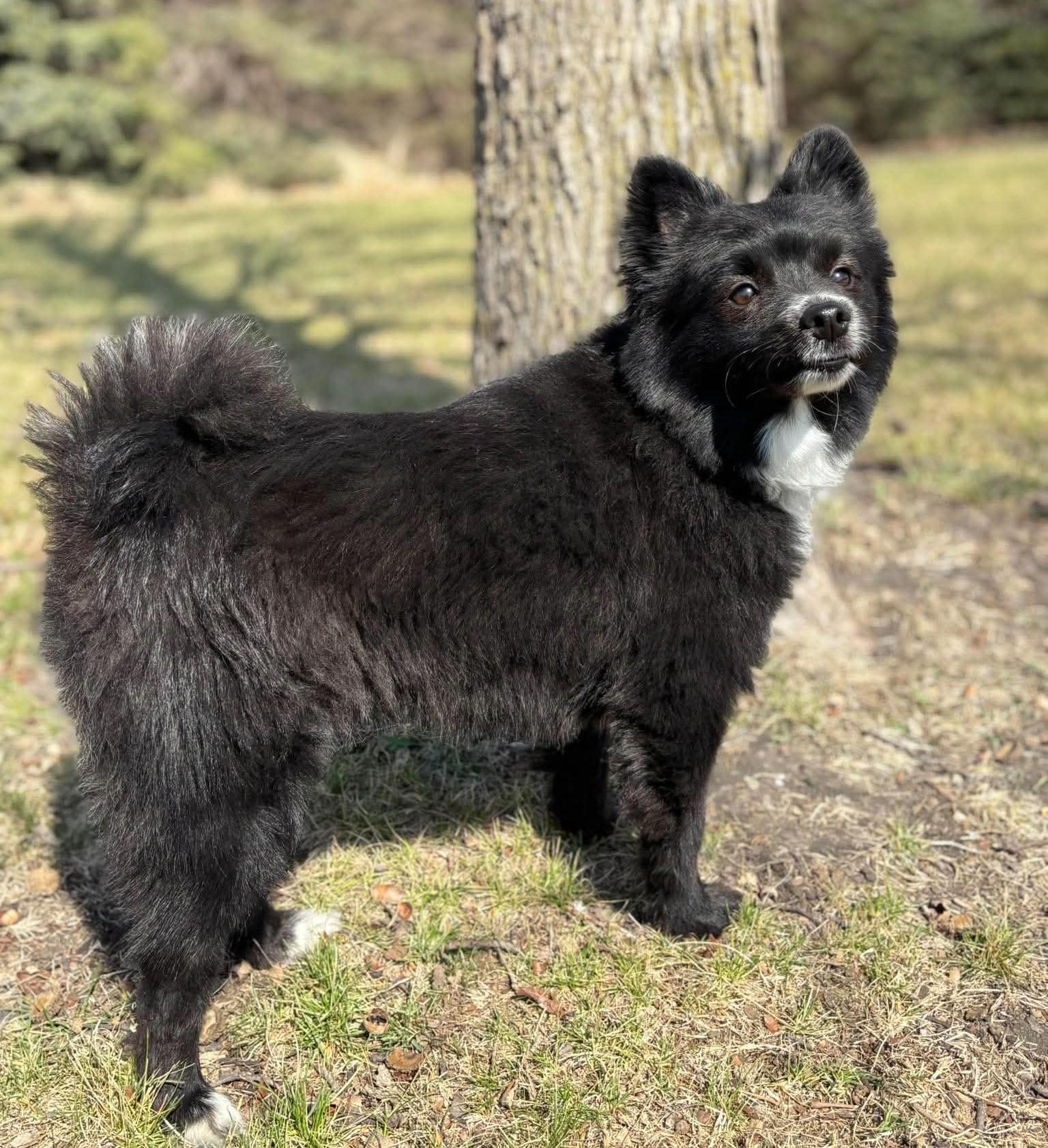 Enlarge Lincoln, an adopted mixed breed in Maryville, MO image 3/4