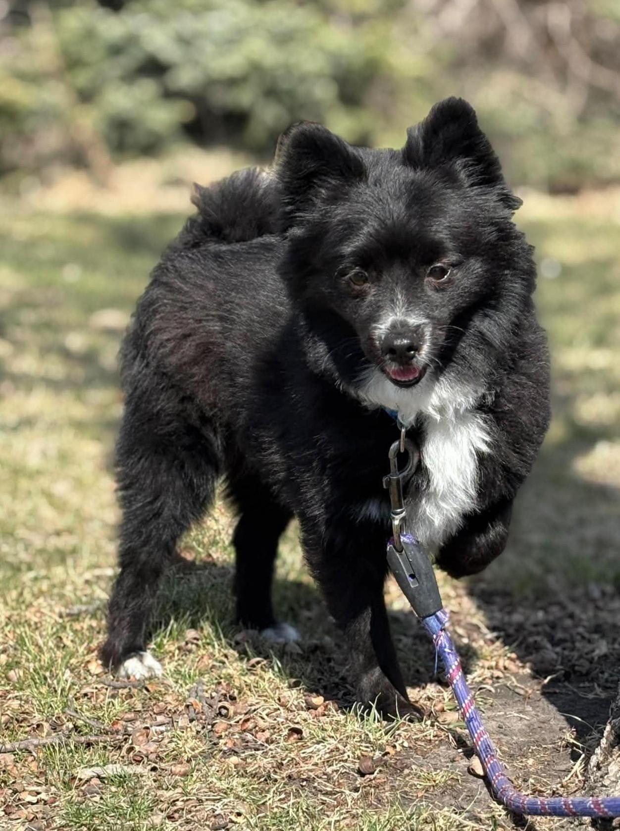 Enlarge Lincoln, an adopted mixed breed in Maryville, MO image 2/4