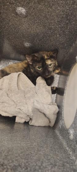 Marcy, Adoptable, Young Female Domestic Short Hair.