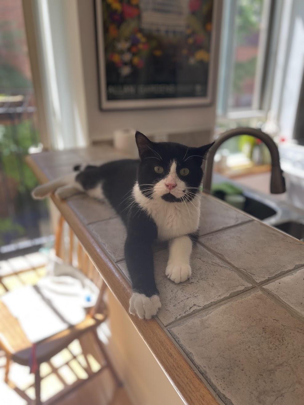 Monroe, an adopted Domestic Short Hair in Mississauga, ON image 3/6
