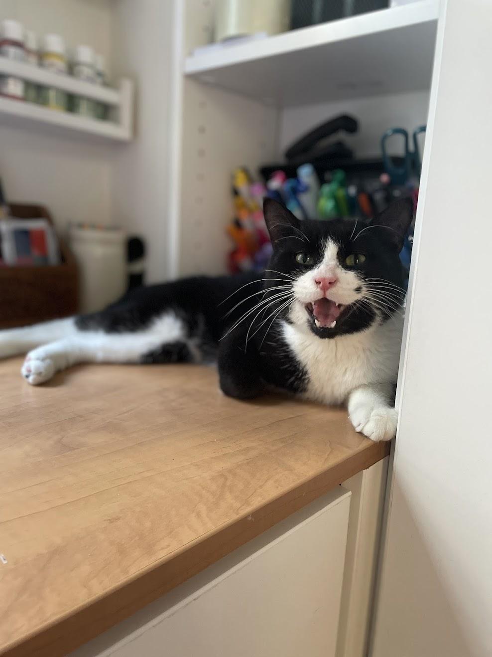 Monroe, an adopted Domestic Short Hair in Mississauga, ON image 5/6