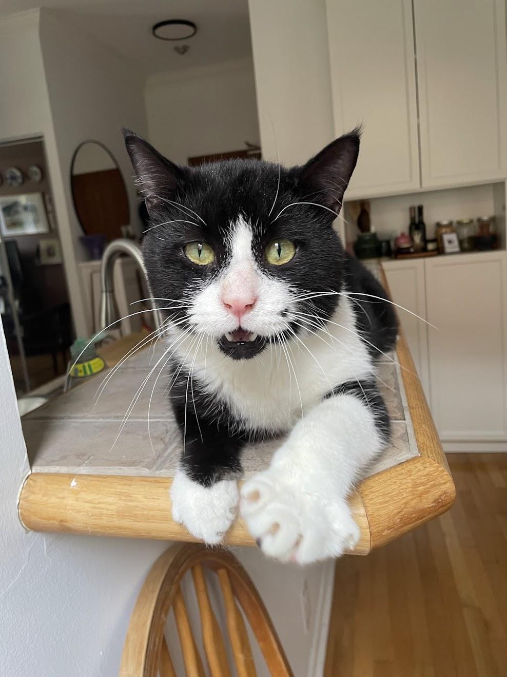 Monroe, an adopted Domestic Short Hair in Mississauga, ON image 4/6
