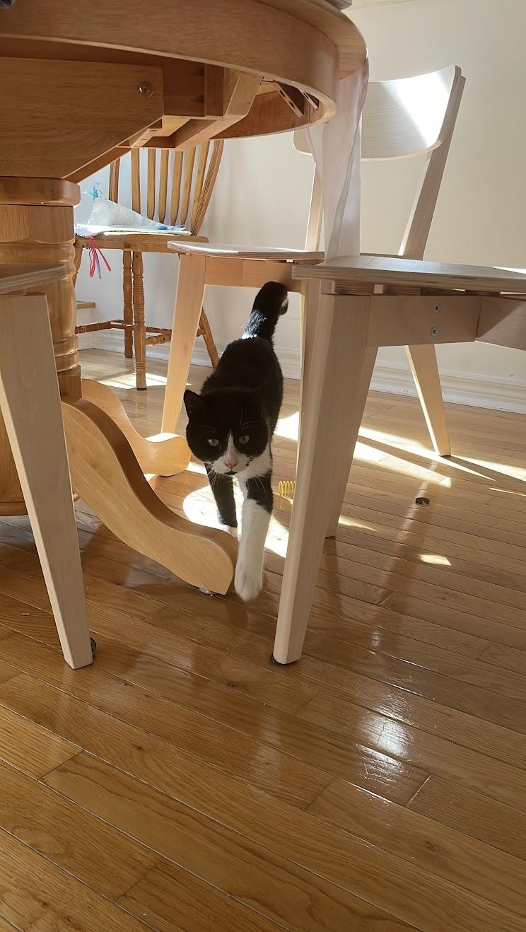 Monroe, adopted, Adult Male Domestic Short Hair.