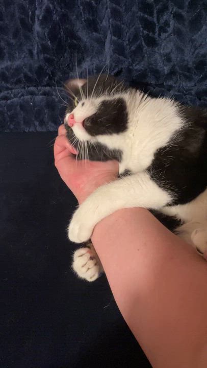 Enlarge Monroe, an adopted Domestic Short Hair in Mississauga, ON video 2/6