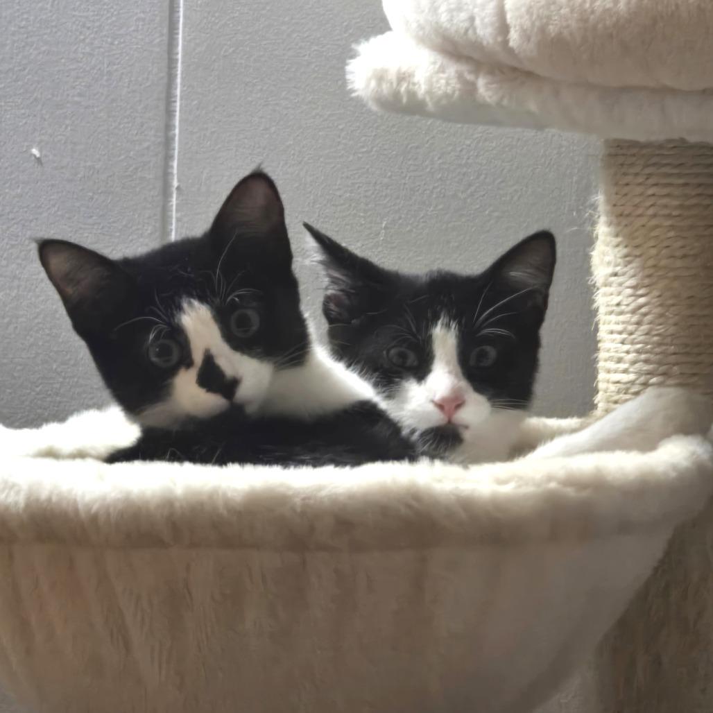 Enlarge Fidgit, a Adoptable Domestic Short Hair in Hudson, NY image 2/3