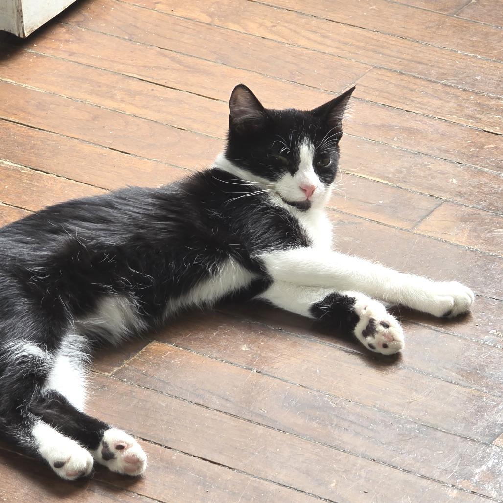 Enlarge Fidgit, a Adoptable Domestic Short Hair in Hudson, NY image 3/3