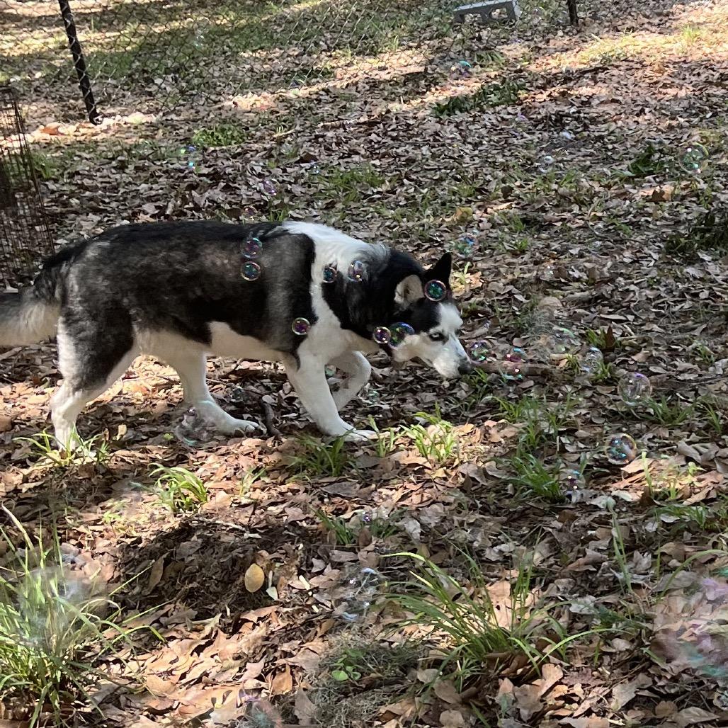 Hera, Adoptable, Adult Female Husky.