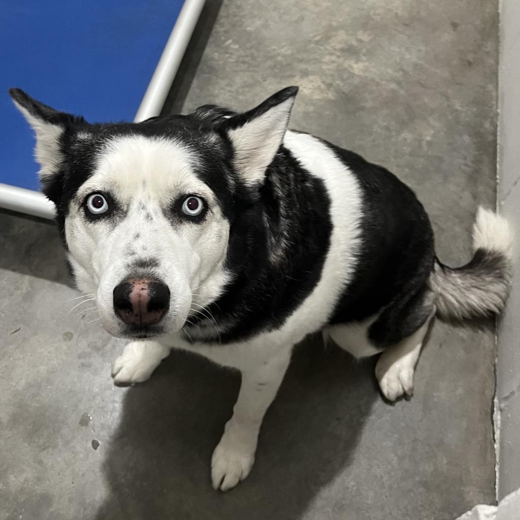 Enlarge Hera, a Adoptable Husky in Richmond Hill, GA image 2/5
