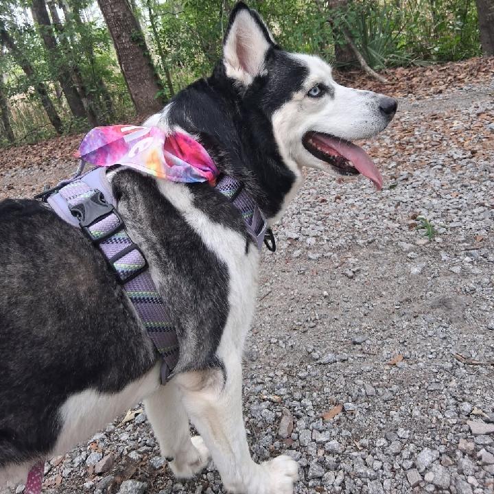 Enlarge Hera, a Adoptable Husky in Richmond Hill, GA image 3/5