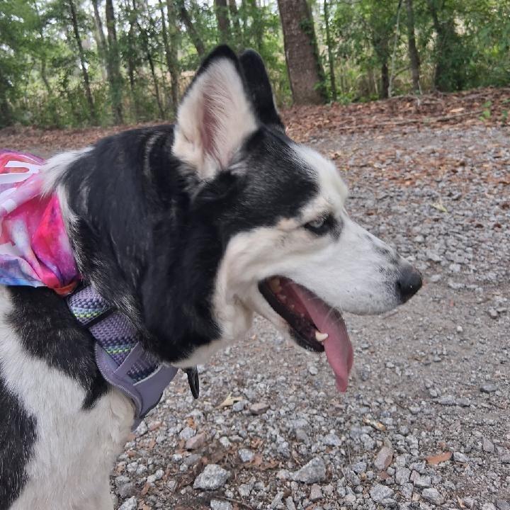 Enlarge Hera, a Adoptable Husky in Richmond Hill, GA image 4/5