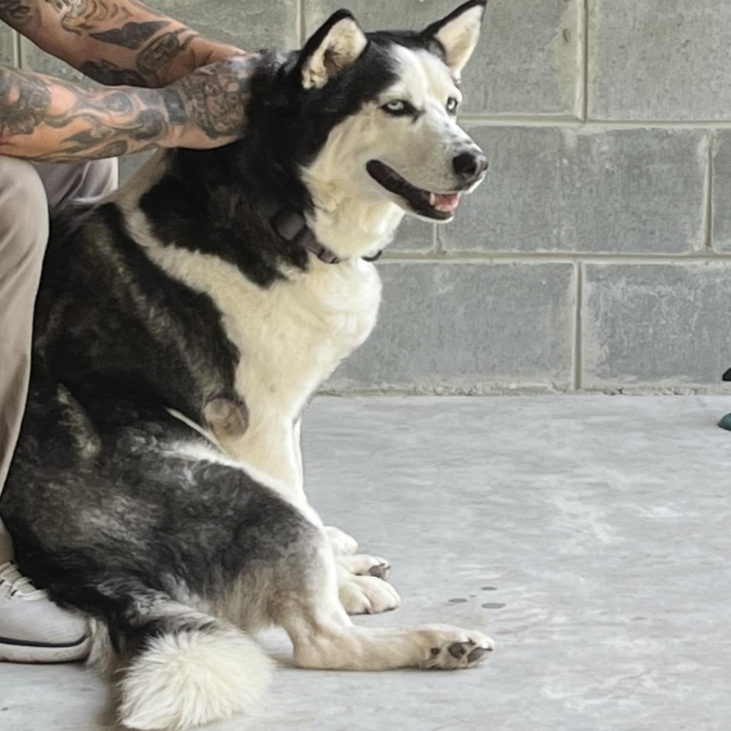 Enlarge Hera, a Adoptable Husky in Richmond Hill, GA image 5/5