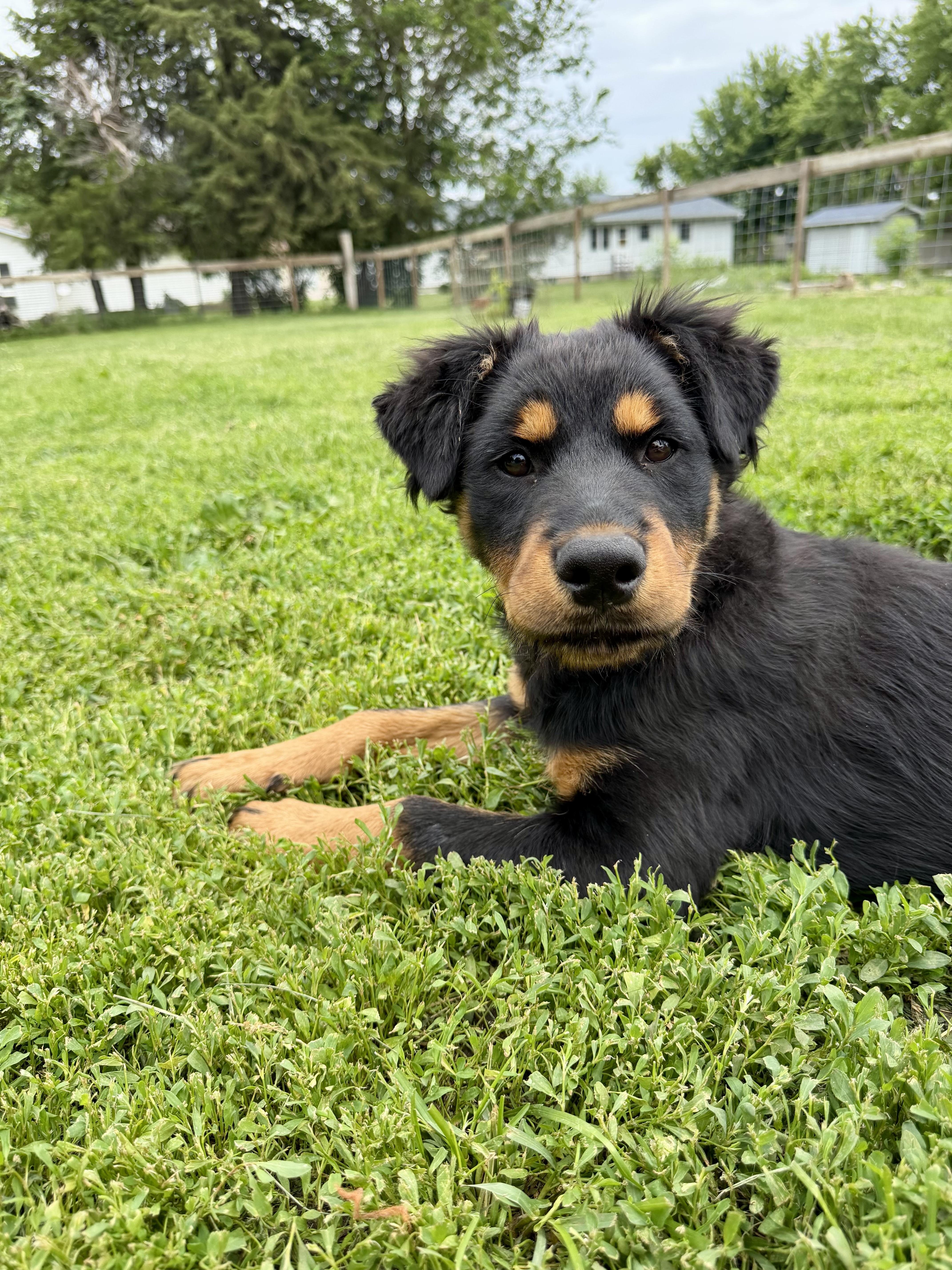 Amaryllis, Adopted, Young Female Rottweiler.