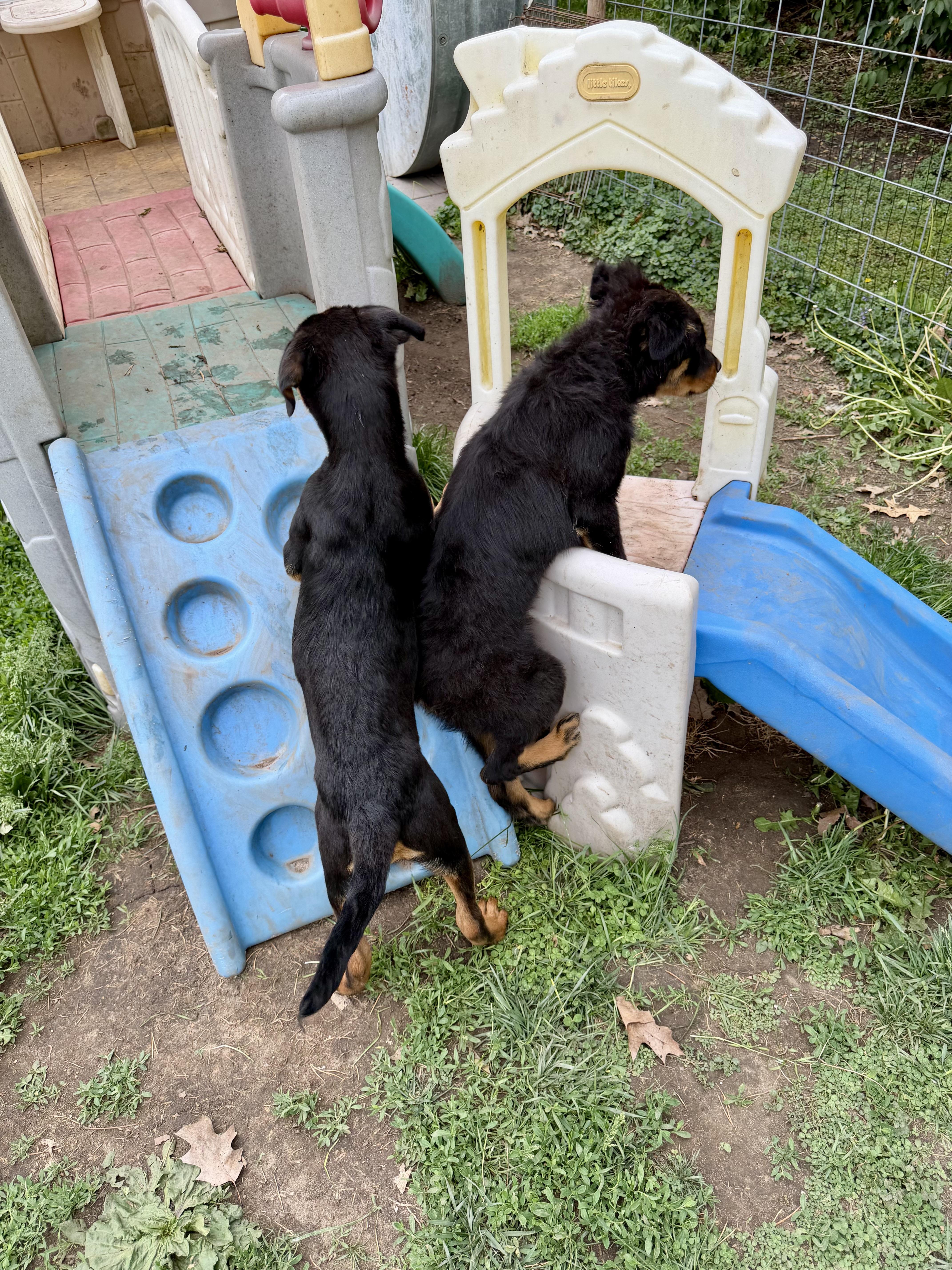 Amaryllis, a Adopted Rottweiler in Lincoln, NE image 2/6