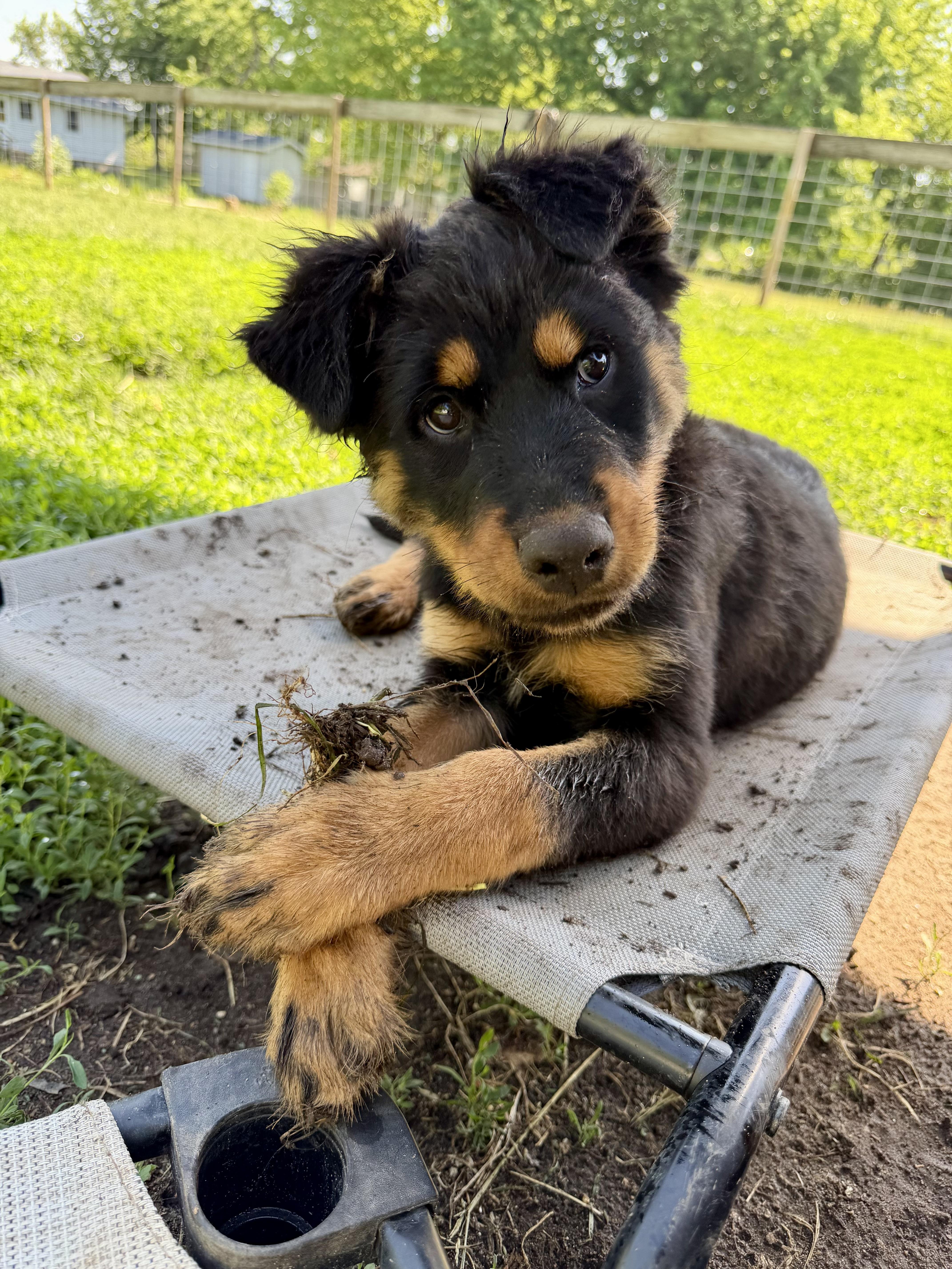 Amaryllis, a Adopted Rottweiler in Lincoln, NE image 3/6
