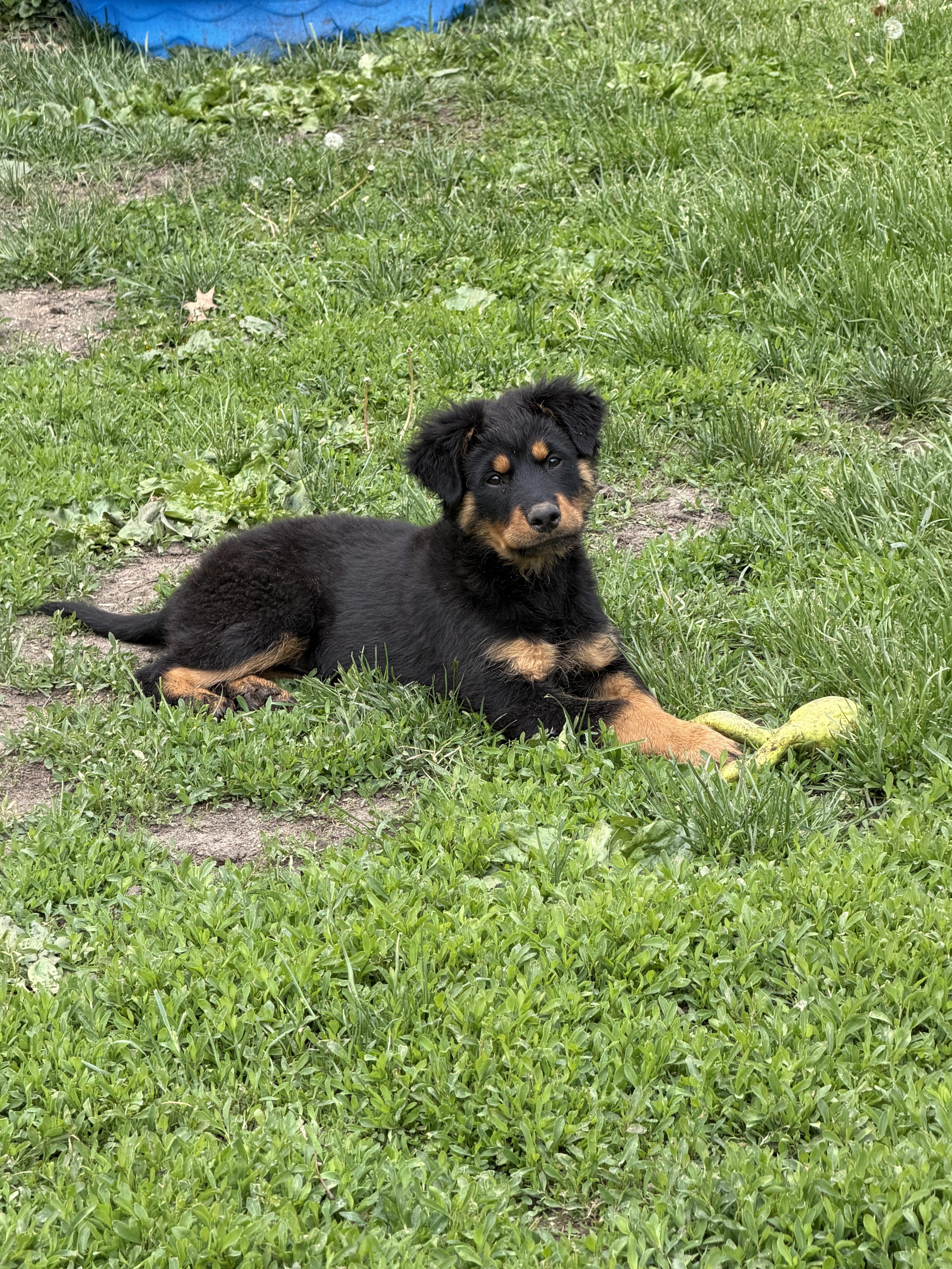 Amaryllis, a Adopted Rottweiler in Lincoln, NE image 4/6