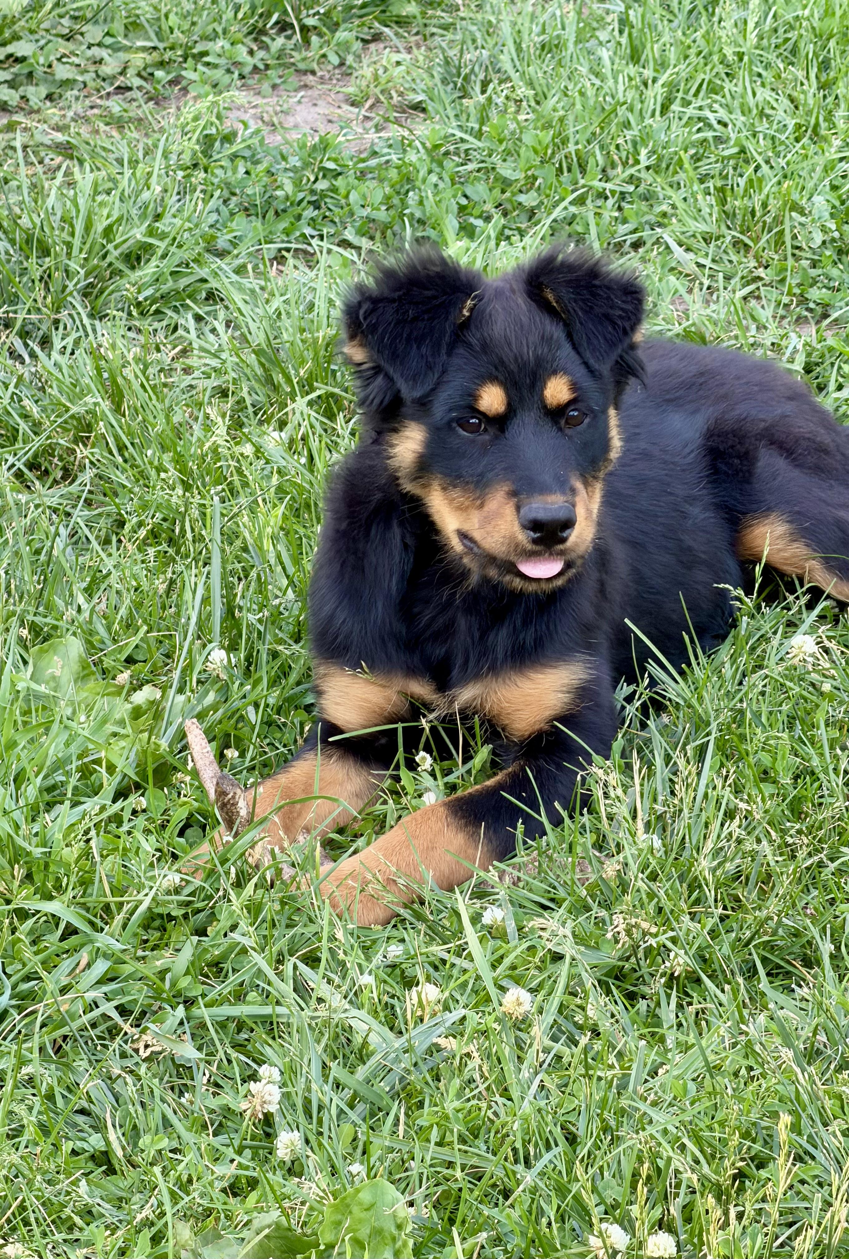 Amaryllis, a Adopted Rottweiler in Lincoln, NE image 5/6