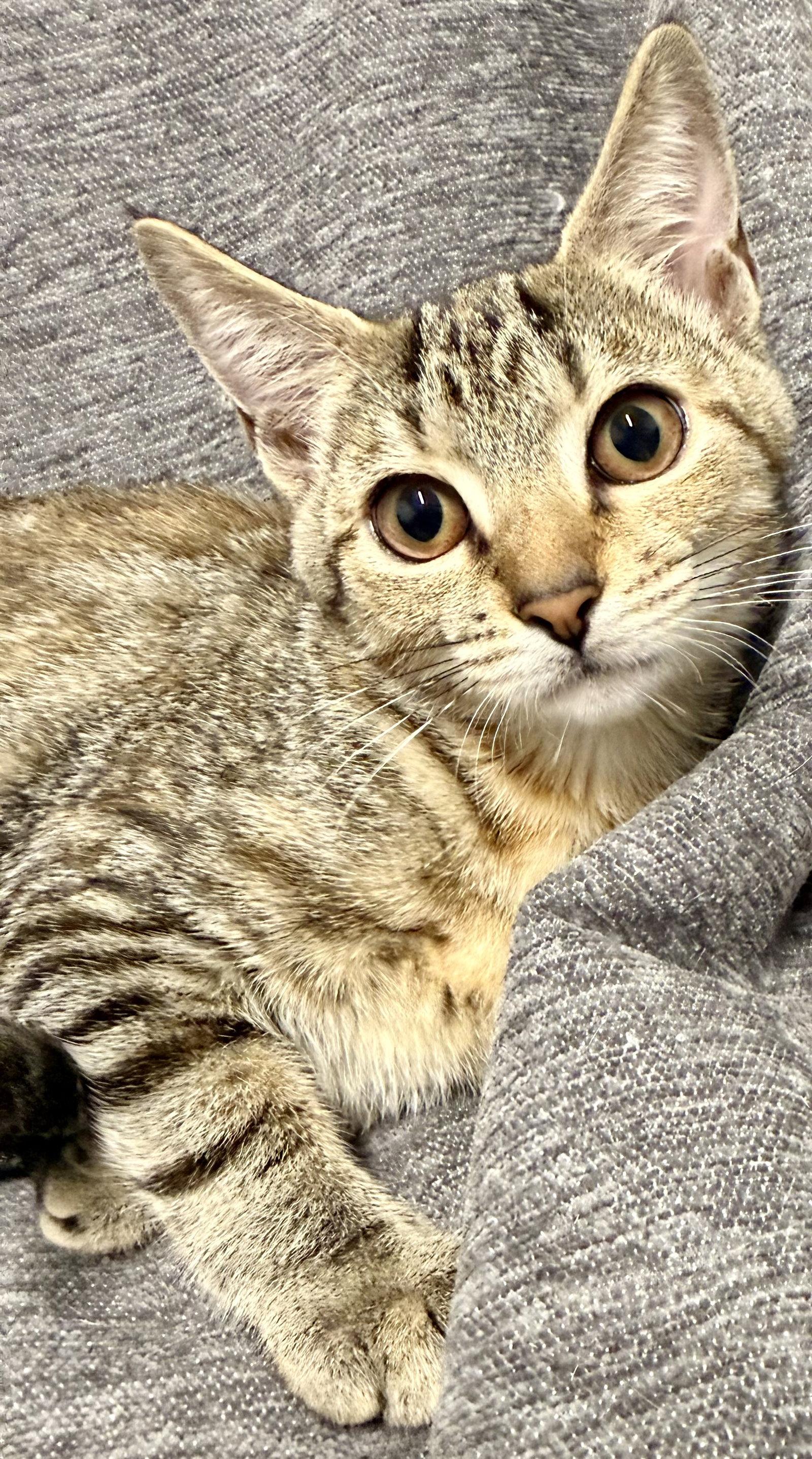 Enlarge Flora, a Adopted American Shorthair in Bolivia, NC image 1/1