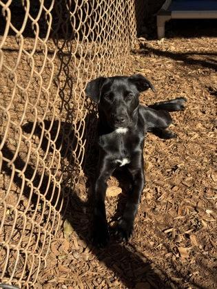 Enlarge Pup Cup, a Adoptable mixed breed in Cumming, GA image 1/3