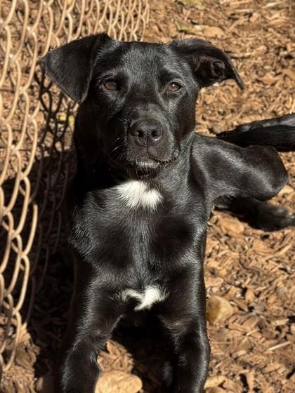 Enlarge Pup Cup, a Adoptable mixed breed in Cumming, GA image 2/3