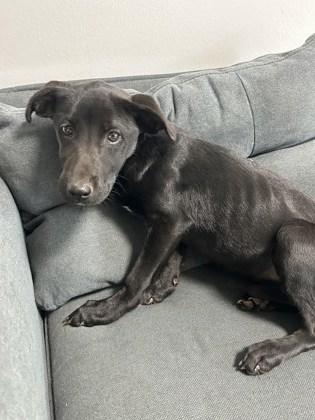Enlarge Pup Cup, a Adoptable mixed breed in Cumming, GA image 3/3