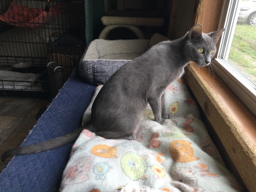 Enlarge Sloopy, a Adoptable Domestic Short Hair in La Salle, IL image 5/6