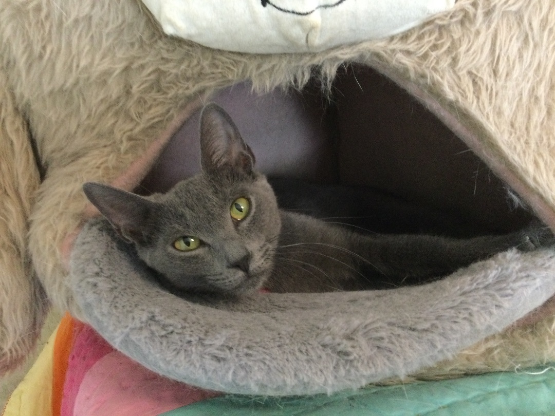 Sloopy, Adoptable, Young Female Domestic Short Hair.