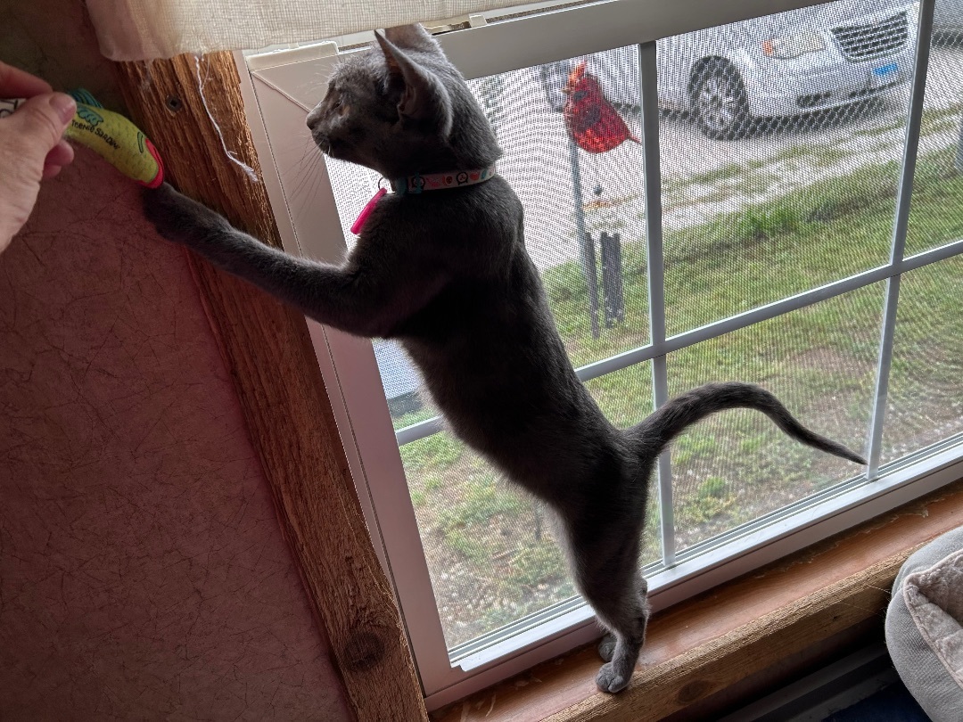 Enlarge Sloopy, a Adoptable Domestic Short Hair in La Salle, IL image 6/6