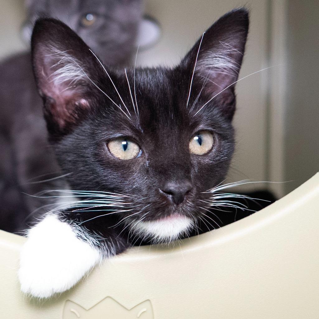 Enlarge Game Stop, a Adoptable mixed breed in Shoreline, WA image 1/3
