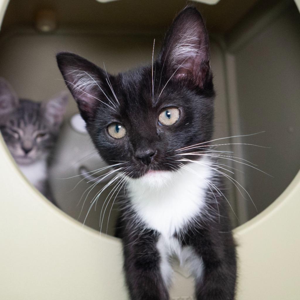 Enlarge Game Stop, a Adoptable mixed breed in Shoreline, WA image 2/3