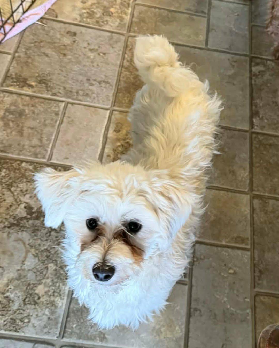 Winnie, ADOPTABLE, Young Female Maltese.