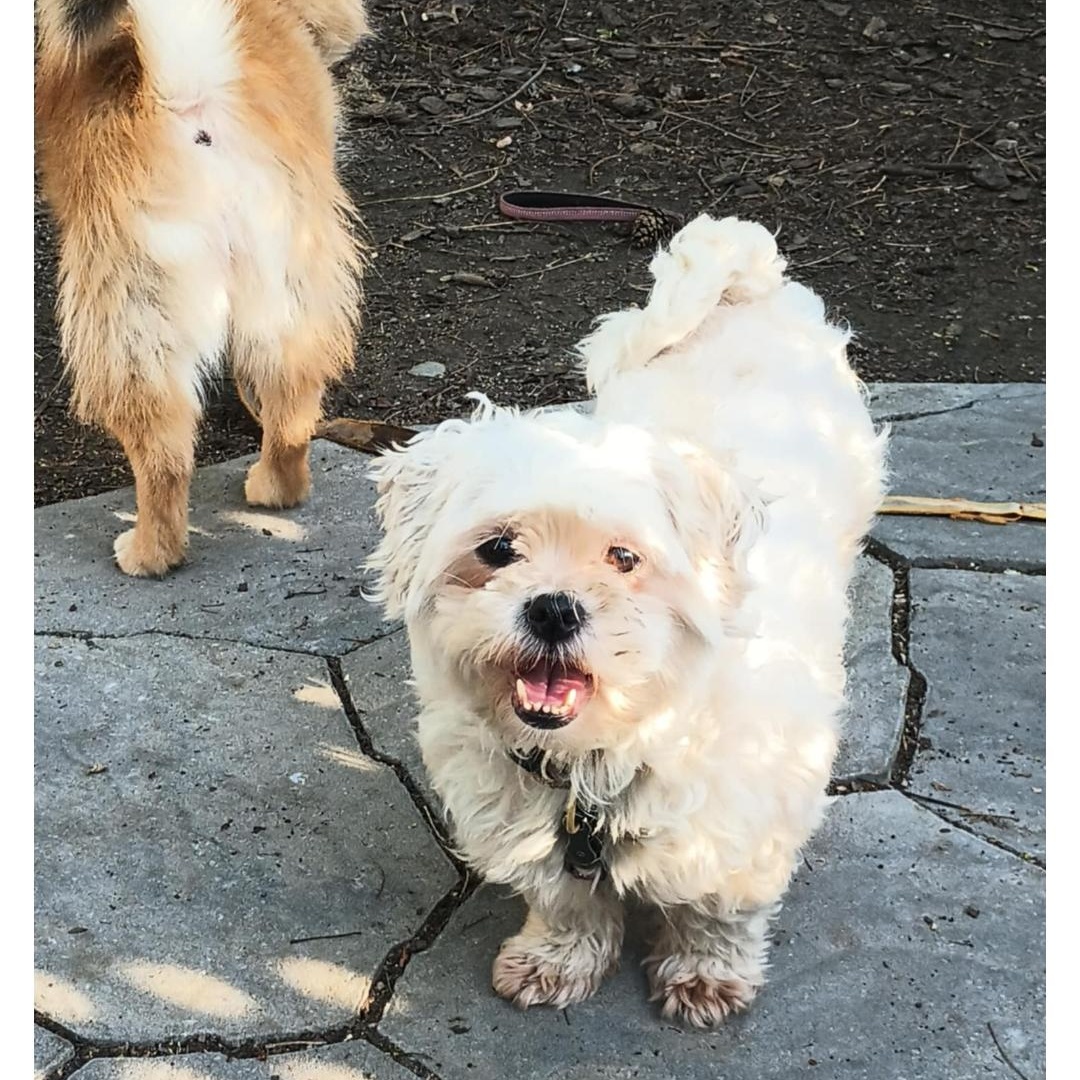 Sandy, born August 30, 2017, Adult Female unknown