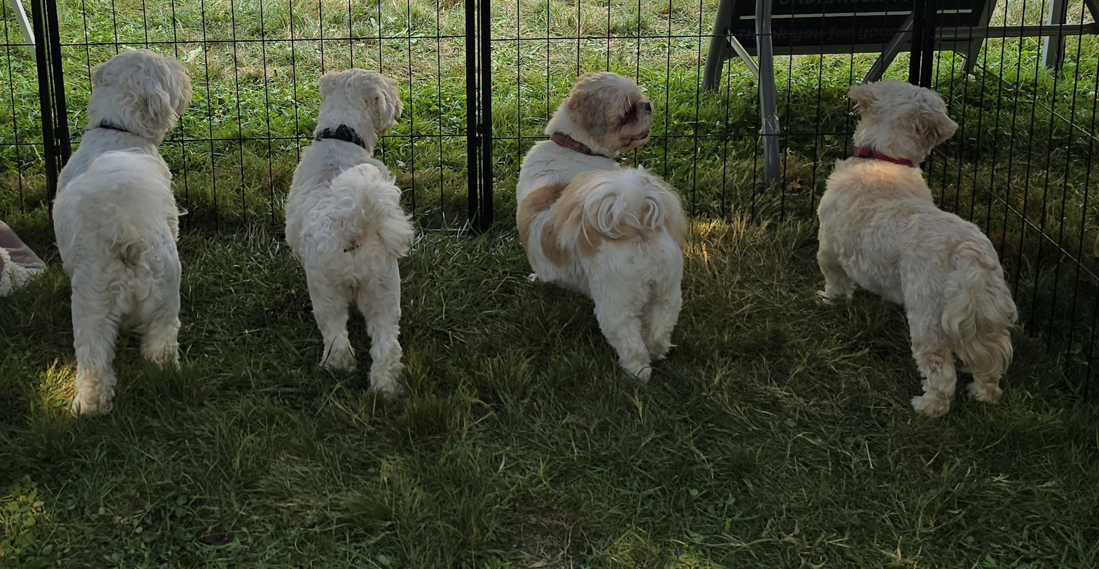 Sandy, born August 30, 2017