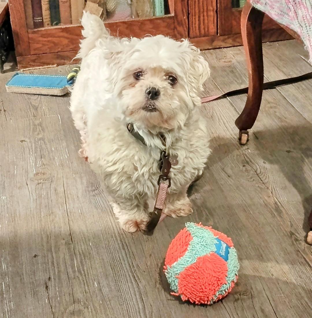 Sandy, born August 30, 2017 photo 6