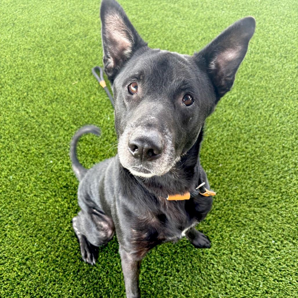Enlarge Johnny Walker, a Adoptable mixed breed in St Joseph, MO image 1/3