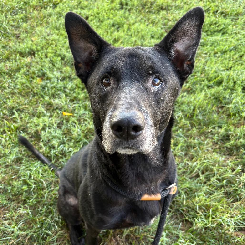 Enlarge Johnny Walker, a Adoptable mixed breed in St Joseph, MO image 2/3