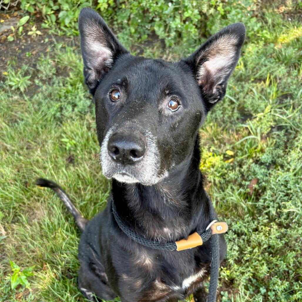 Enlarge Johnny Walker, a Adoptable mixed breed in St Joseph, MO image 3/3