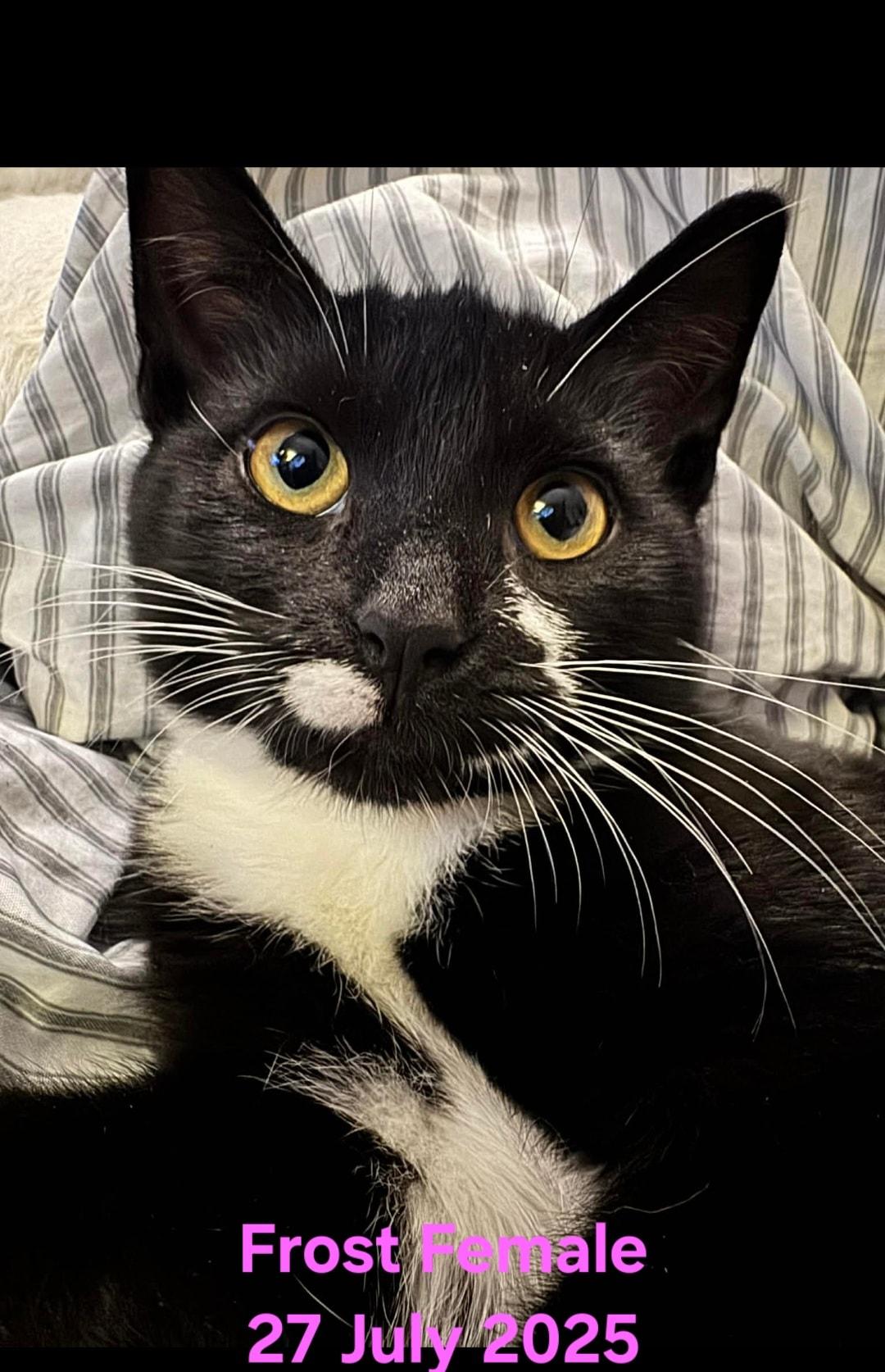 Frost, Adoptable, Kitten Female Domestic Short Hair.