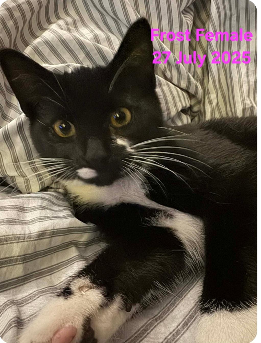 Frost, a Adoptable Domestic Short Hair in Bristol, QC image 2/3