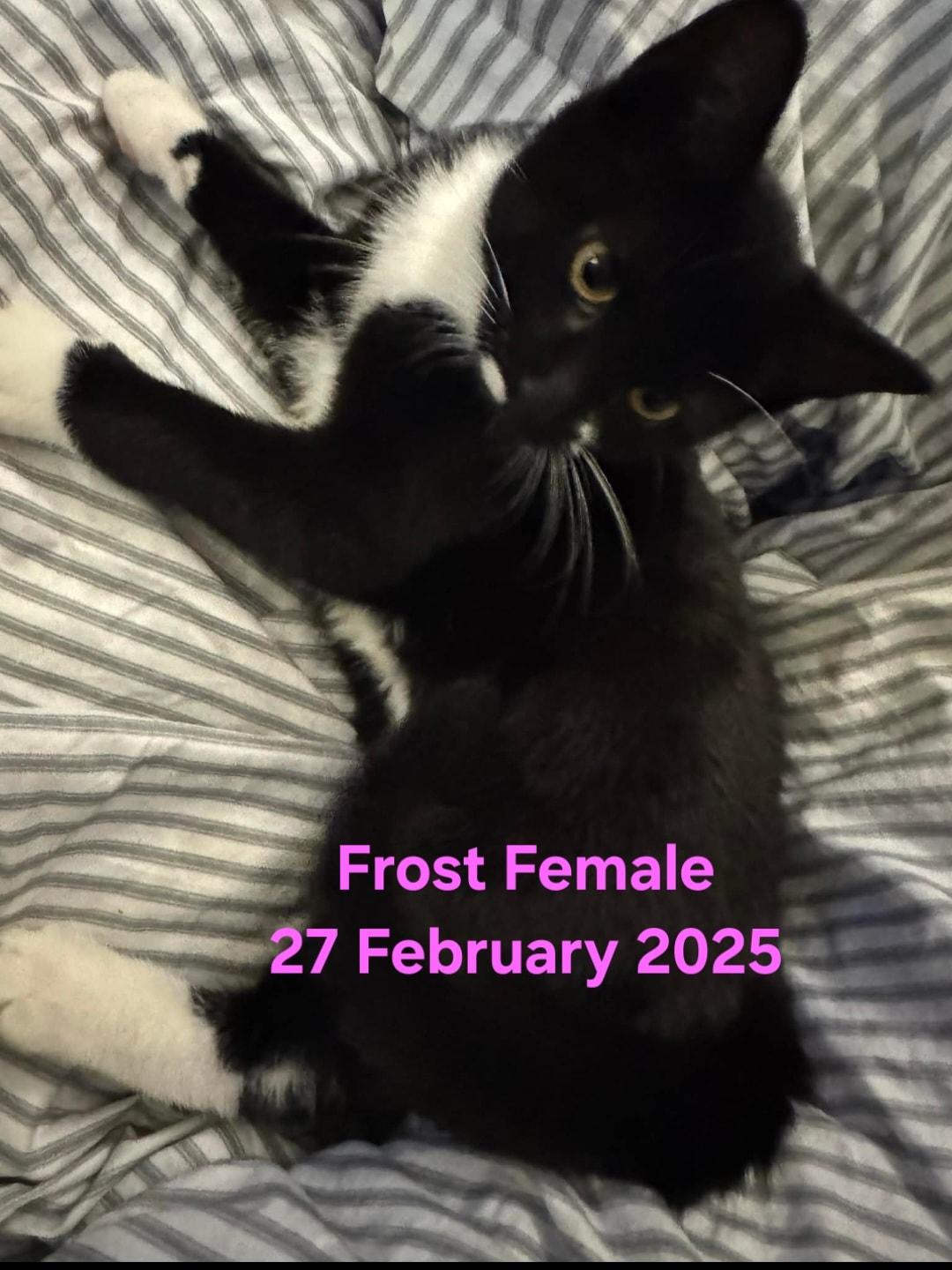 Frost, a Adoptable Domestic Short Hair in Bristol, QC image 3/3