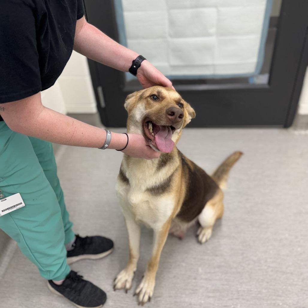 Solar, Adoptable, Young Female German Shepherd Dog.